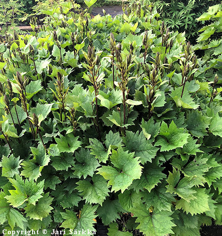 Ligularia 'Little Rocket', pikkurakettinauhus